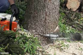 Professional Tree Care in Lemoyne, PA