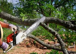 Best Lawn Renovation and Restoration  in Lemoyne, PA