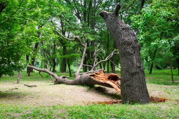 Best Commercial Tree Services  in Lemoyne, PA