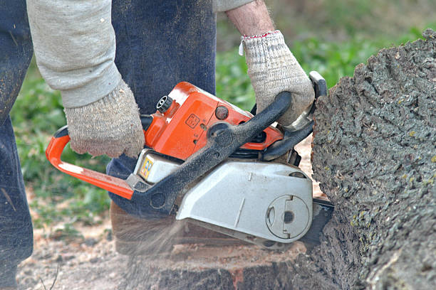 Lawn Watering Services in Lemoyne, PA